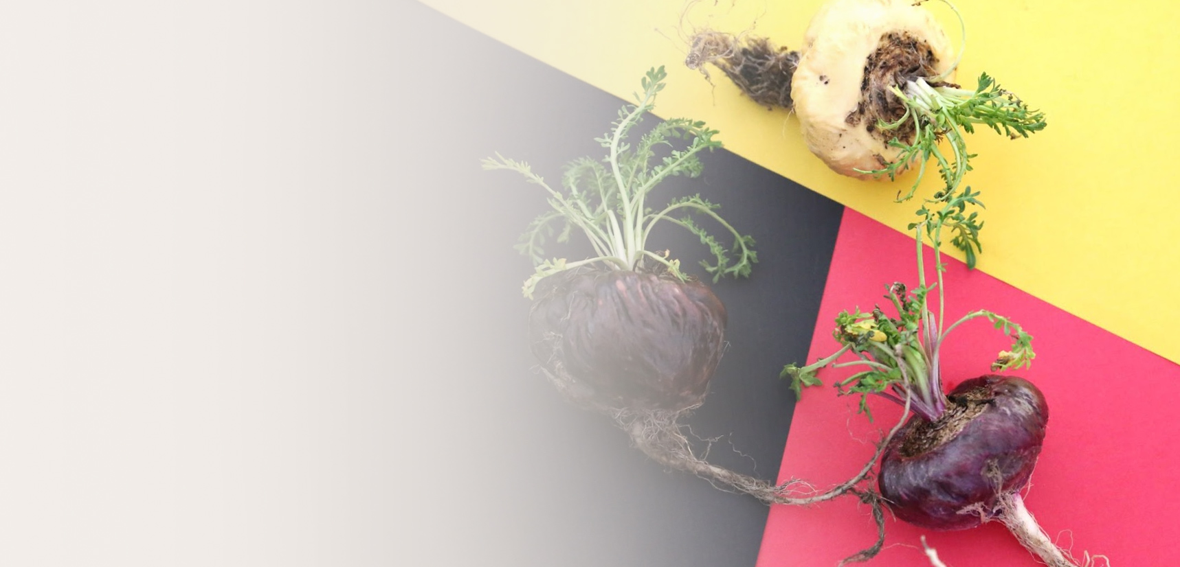 Diseño de packaging, envases y cajas para Maca Negra