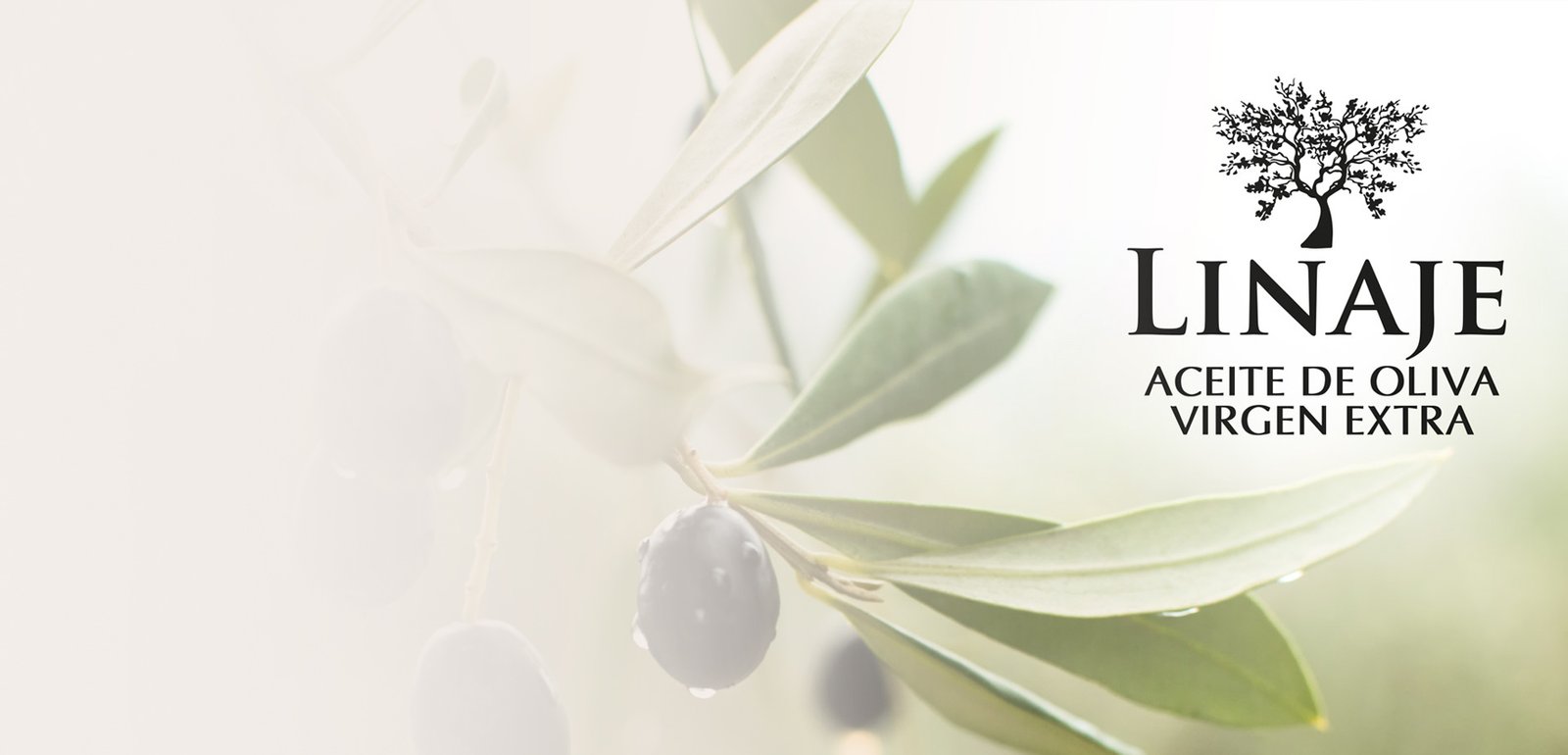 Diseño y creación de logo empresa comercializadora y exportadora aceite de oliva virgen extra