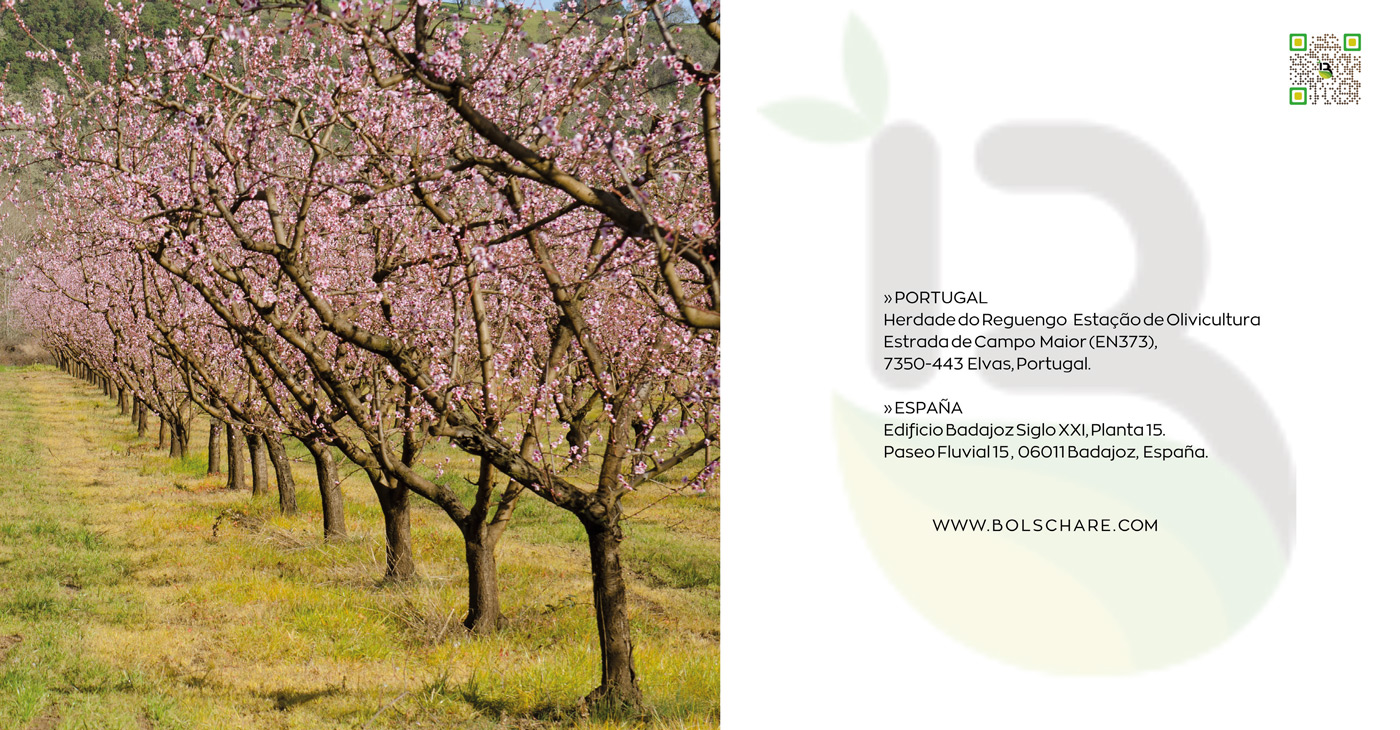 Diseño gráfico y creativo de maquetación de catálogos de frutos secos para empresa de distribución de frutos secos y naturales, Natural Legacy