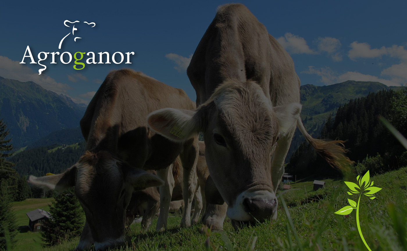 Portfolio of logo and brand creation design jobs for agriculture and livestock companies